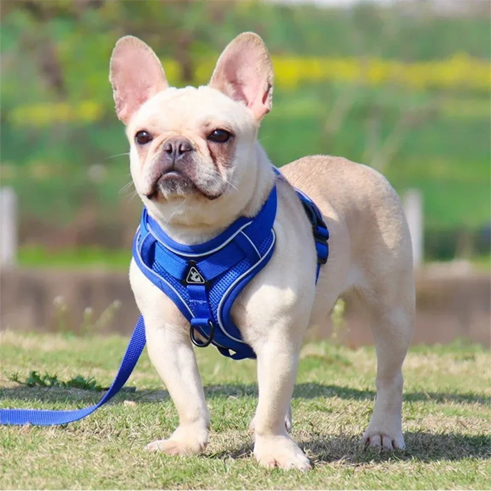 ComfortFit™: No Pull Harness Set for Safer, Stress-Free Walks